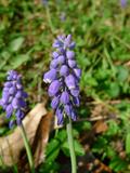 grape hyacinth